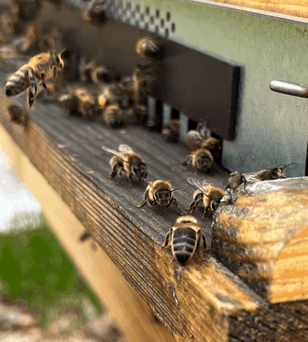 Des abeilles noire en pleine activité sur la planche d'envol