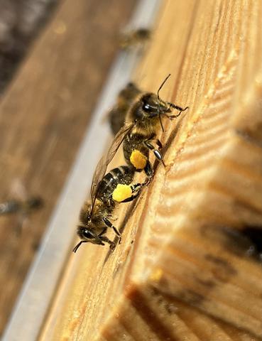 Avant de décharger leur butin dans la ruche, les butineuses se posent parfois sur la ruche pour reprendre leur souffle avant d'être renvoyées au travail par leurs soeurs