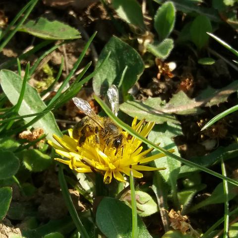 Abeille butinant du pissenlit et couverte de pollen jaune