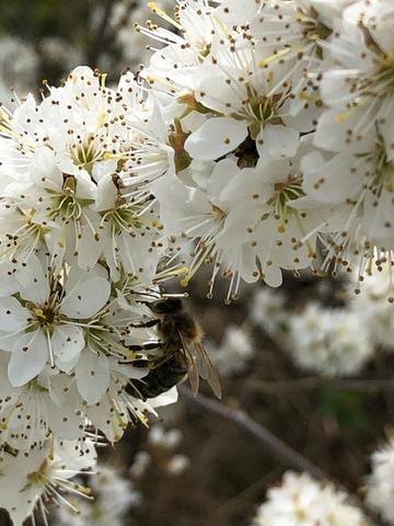 Un abeille espagnole Apis Mellifera Iberica butine une fleur d'aubépine.